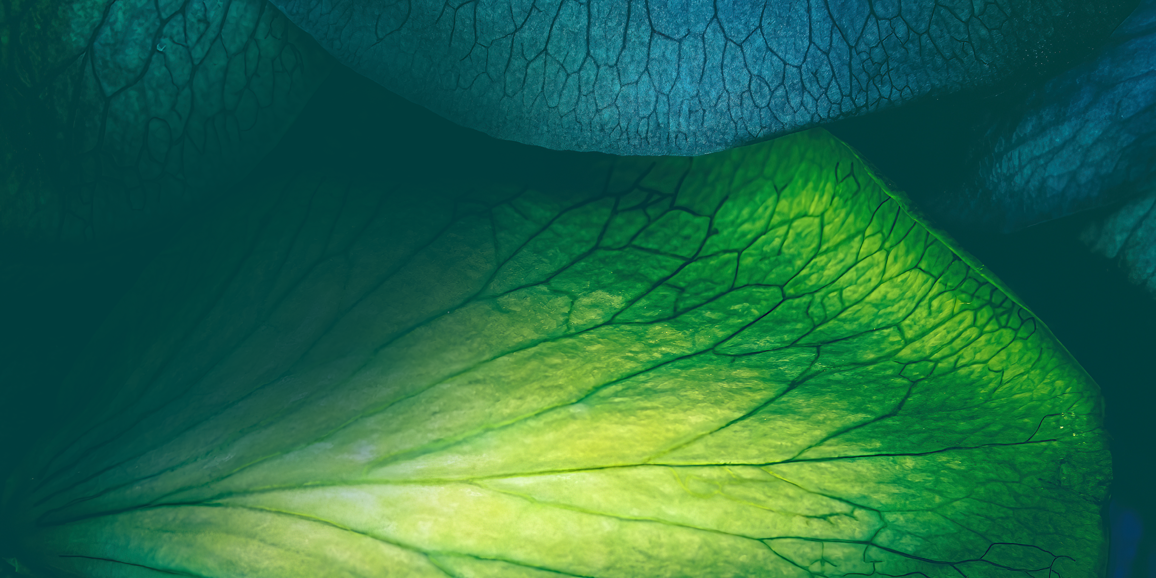 parallax image