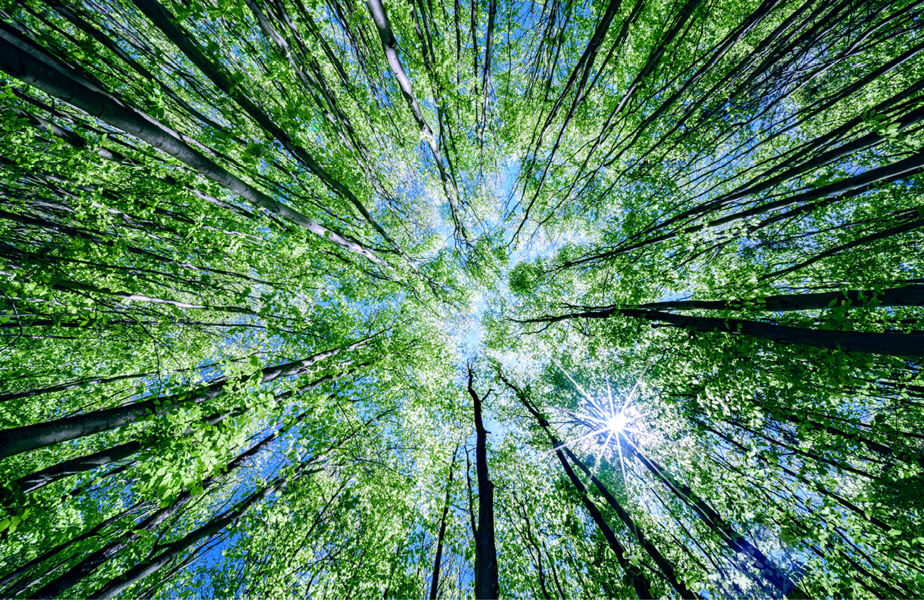 A stunning view of a vibrant forest canopy, illuminated by warm sunlight filtering through lush green leaves
