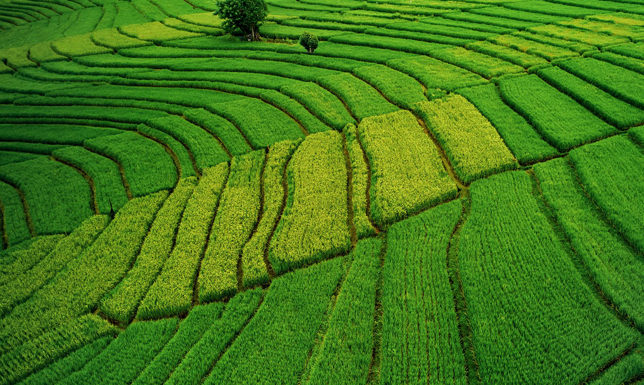 Green and fresh rice fields filled with morning sun. Shot from high angle using drone.