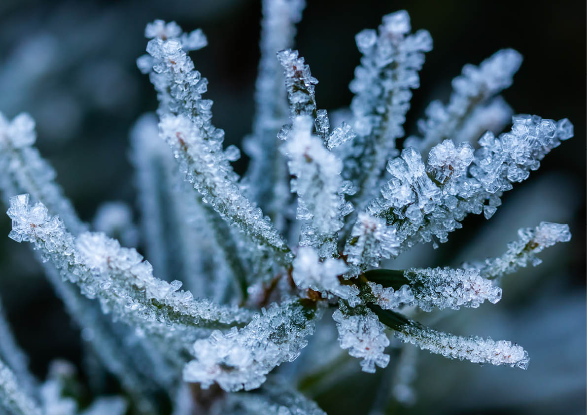 Coniferous tree needles with hoarfrost winter day.