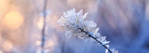 shiny transparent crystals of cold frost cover the grass in morning Sunny Park