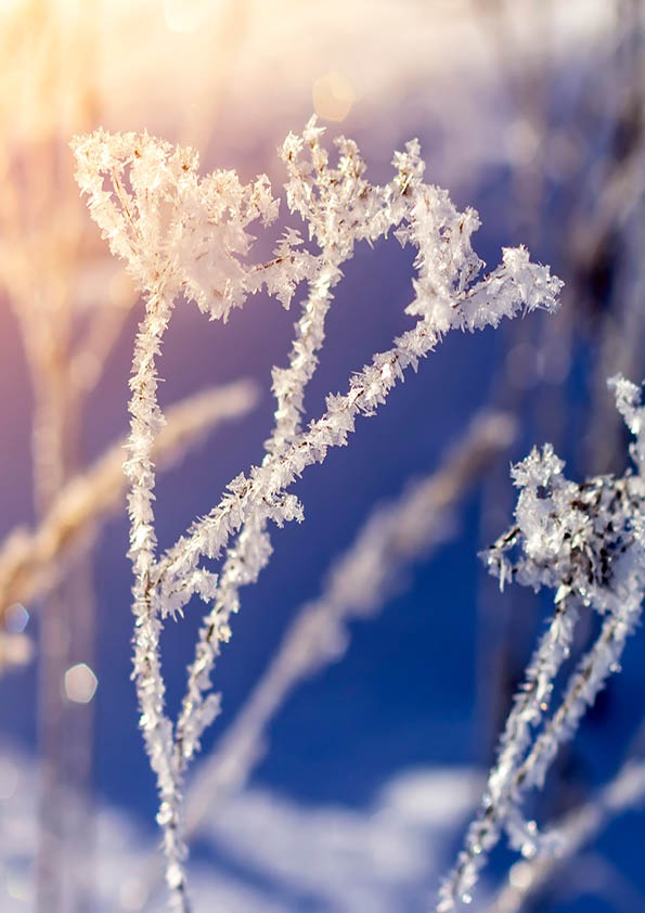 Winter landscape grass in frost on a snowy field at sunrise