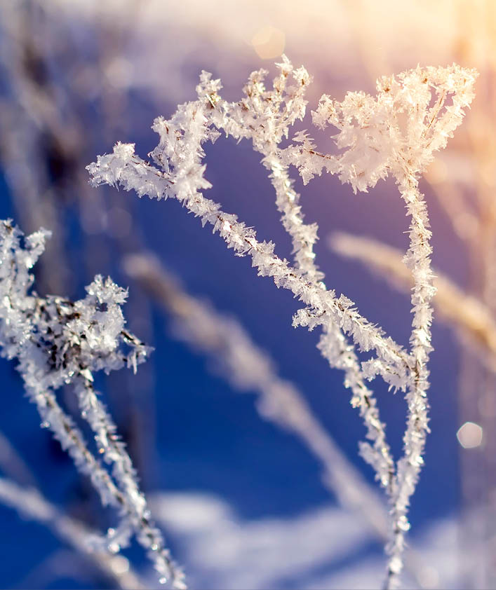 Winter landscape grass in frost on a snowy field at sunrise