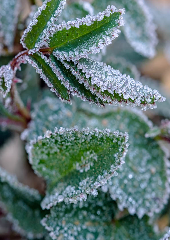 green grass on meadow is covered with snow. frost in autumn garden, frost on grass. Morning frost. Rime. Late fall.