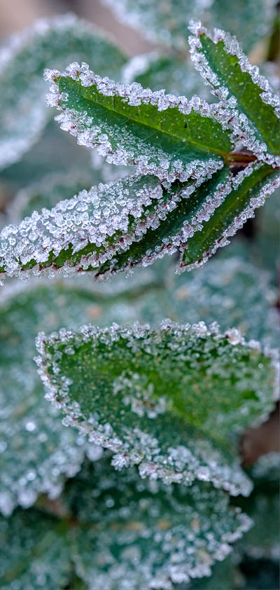 green grass on meadow is covered with snow. frost in autumn garden, frost on grass. Morning frost. Rime. Late fall.