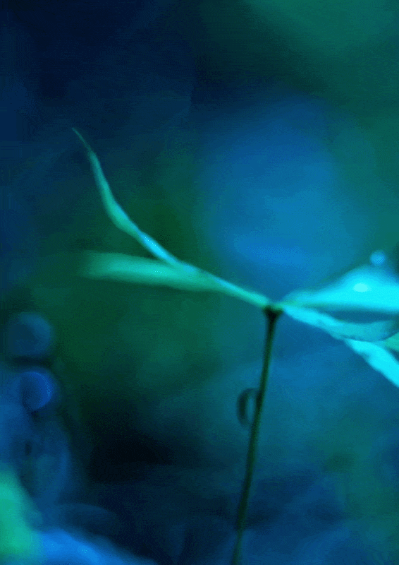 A close-up of a slender plant stem with elongated leaves set against a softly blurred blue and green background. Description generated by AI