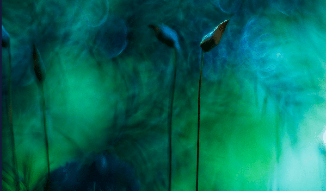 A group of tall, thin plants with green leaves and brown tips. Description generated by AI