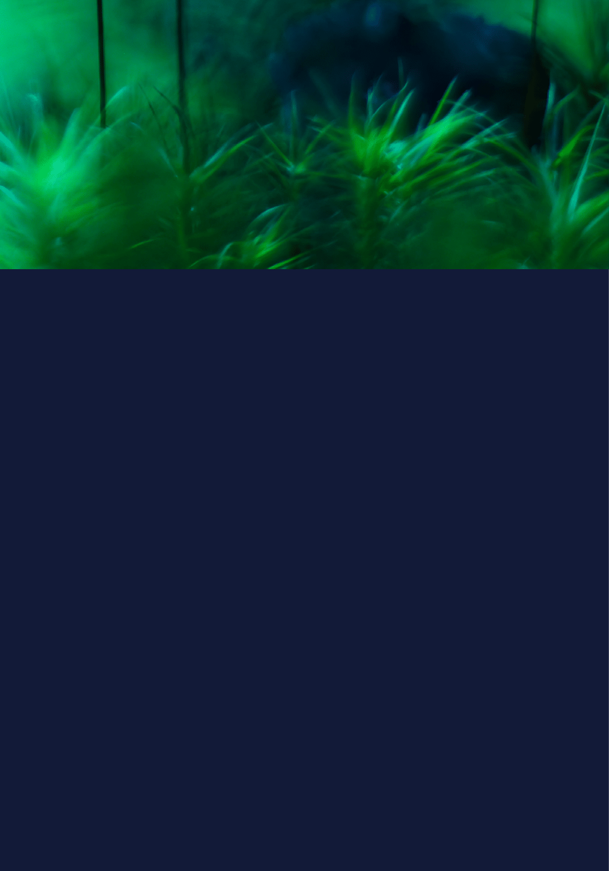 A group of tall, thin plants with green leaves and brown tips. Description generated by AI