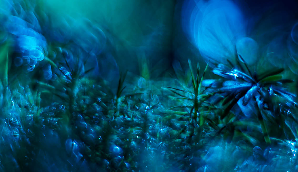 A blue and green plant with leaves and stems. Description generated by AI