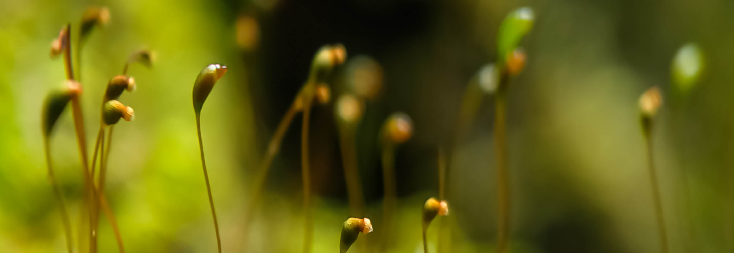 A group of moss growing on a rock. Description generated by AI