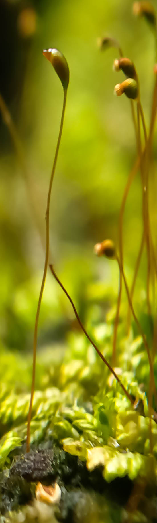 A group of moss growing on a rock. Description generated by AI