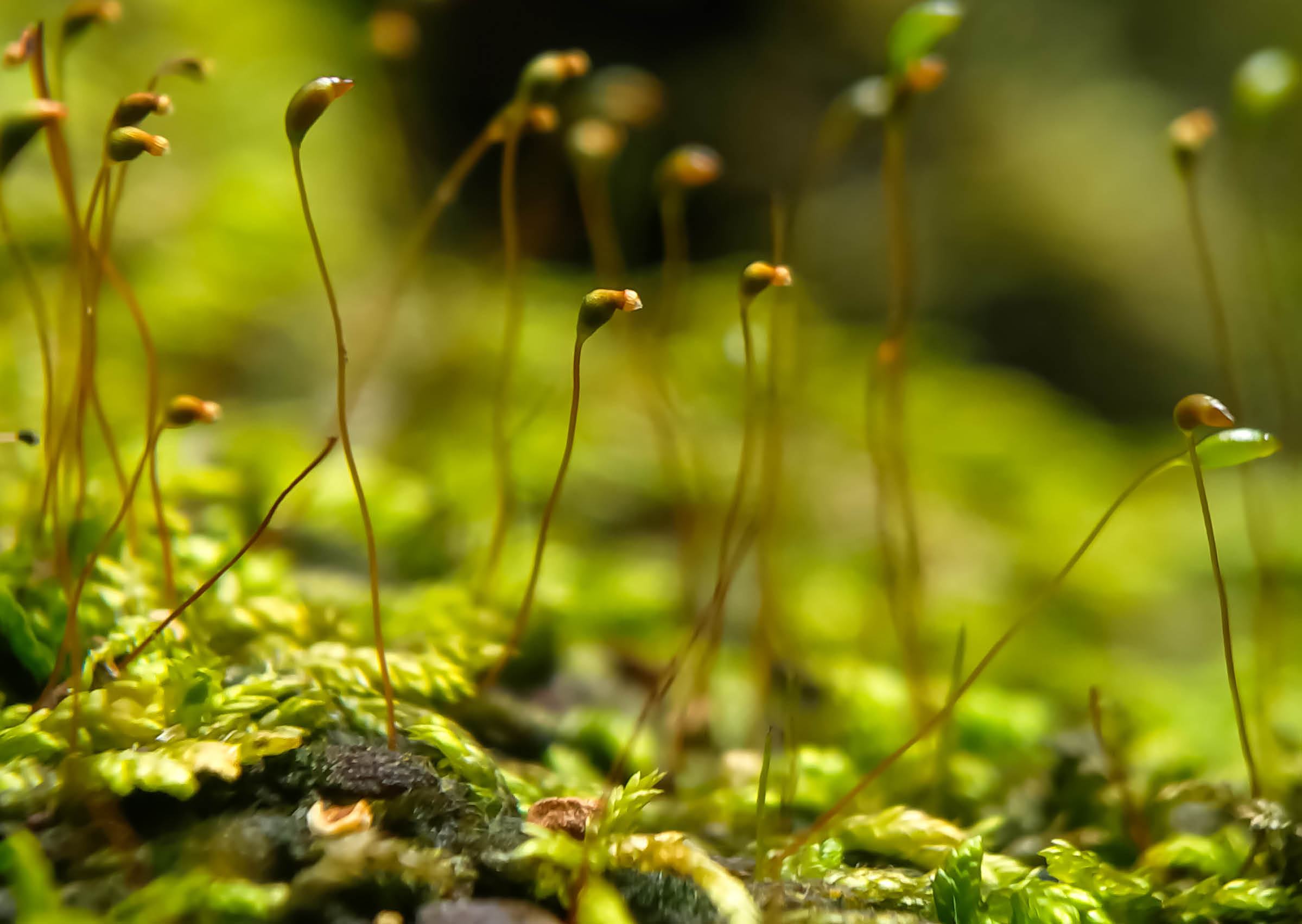 A group of moss growing on a rock. Description generated by AI