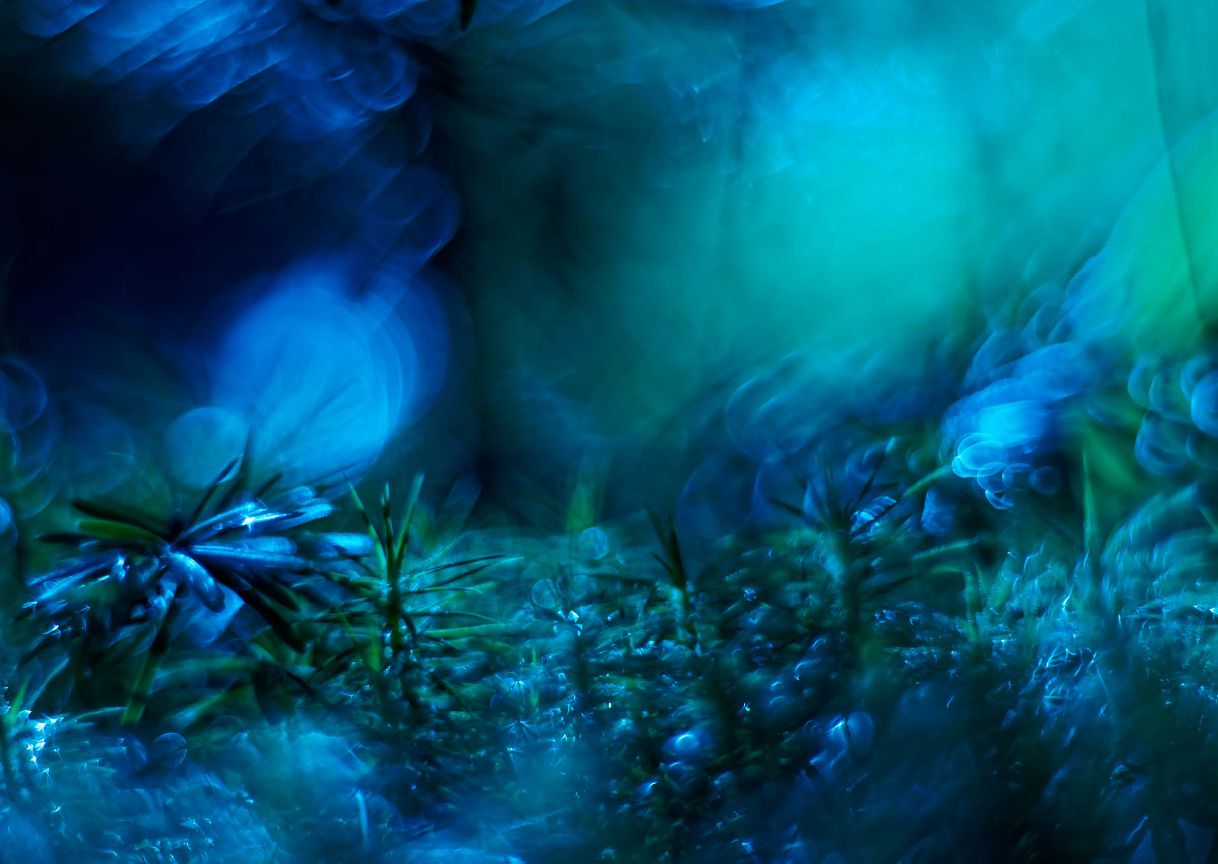A blue and green plant with leaves and stems. Description generated by AI