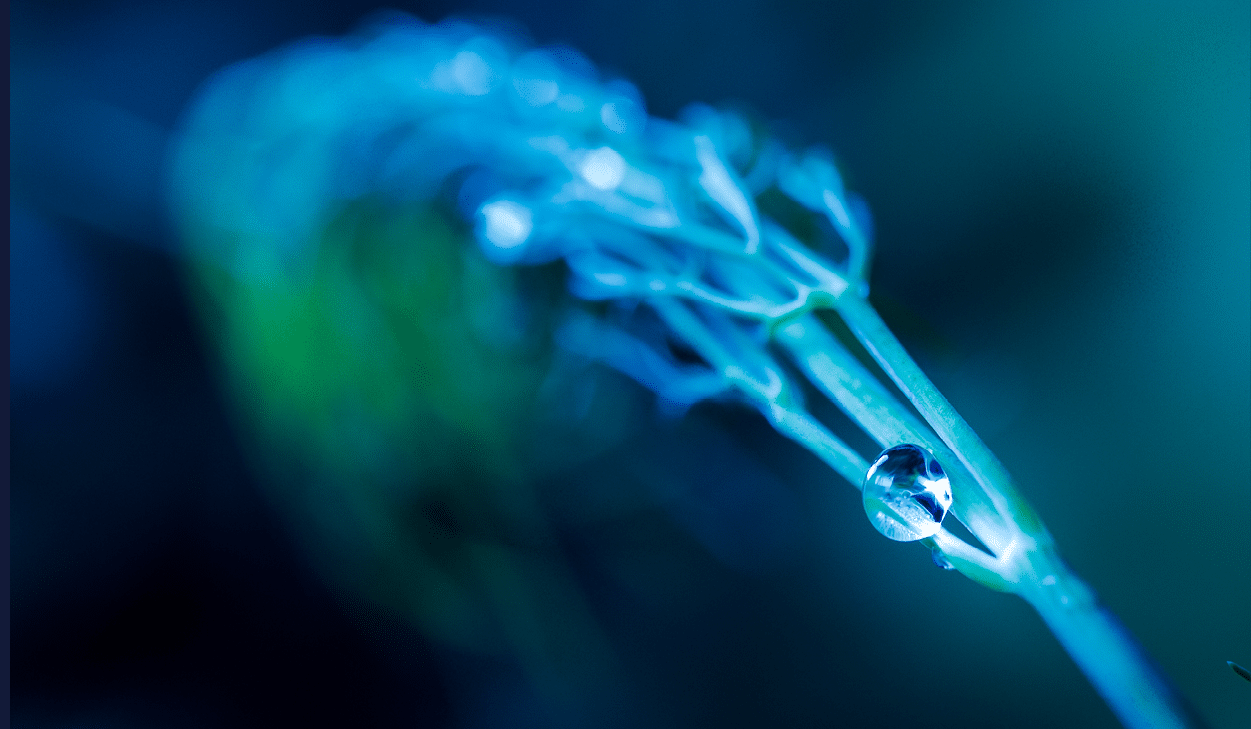 A plant with a droplet of water on it. Description generated by AI