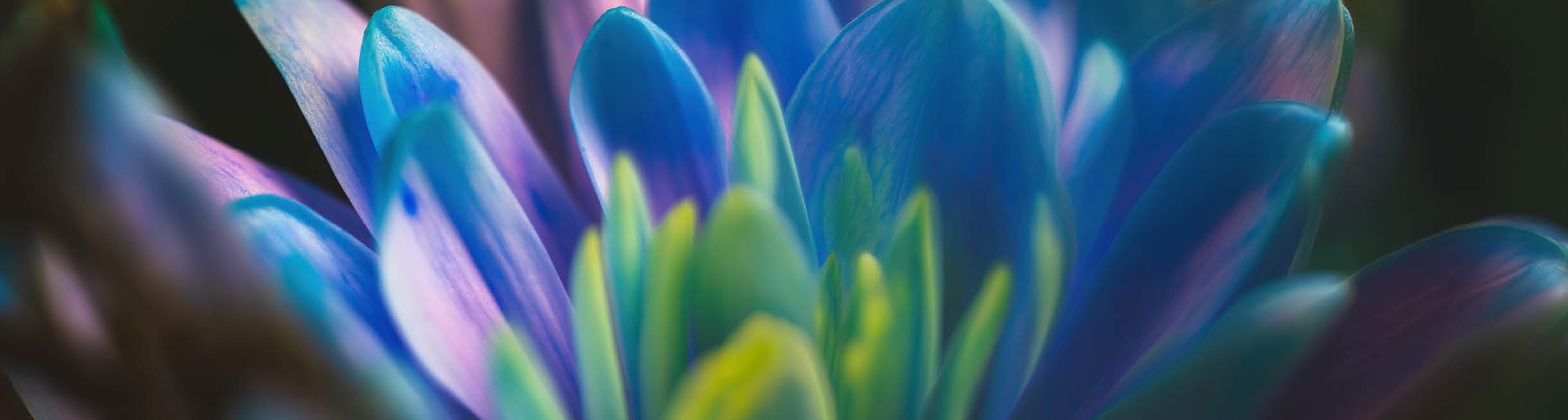 A blue and purple flower with a green stem. Description generated by AI