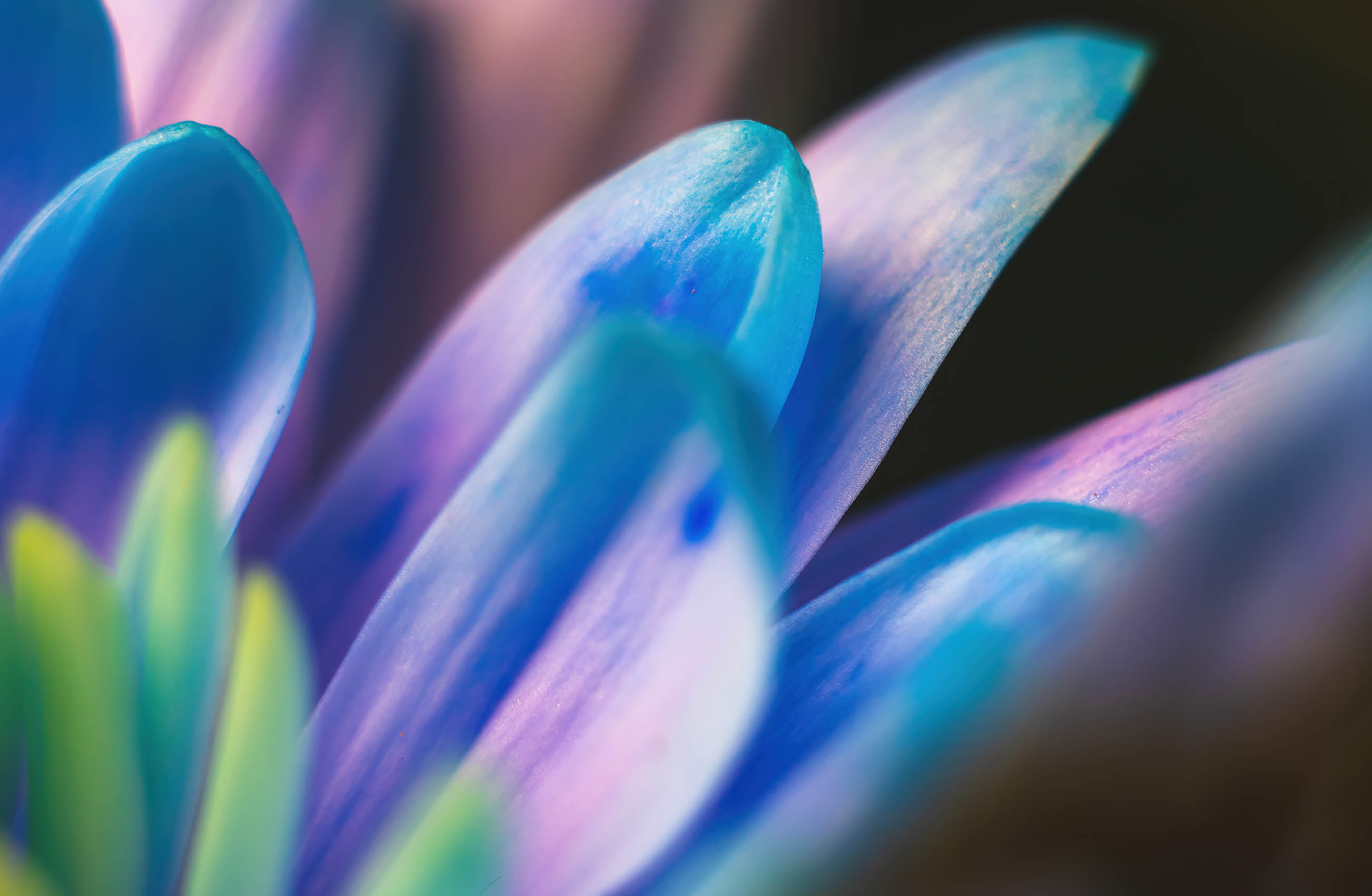 A blue and purple flower with a green stem. Description generated by AI