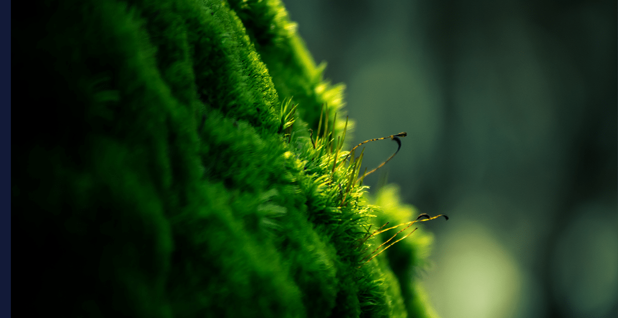 A green mossy wall with a few small plants growing on it. Description generated by AI