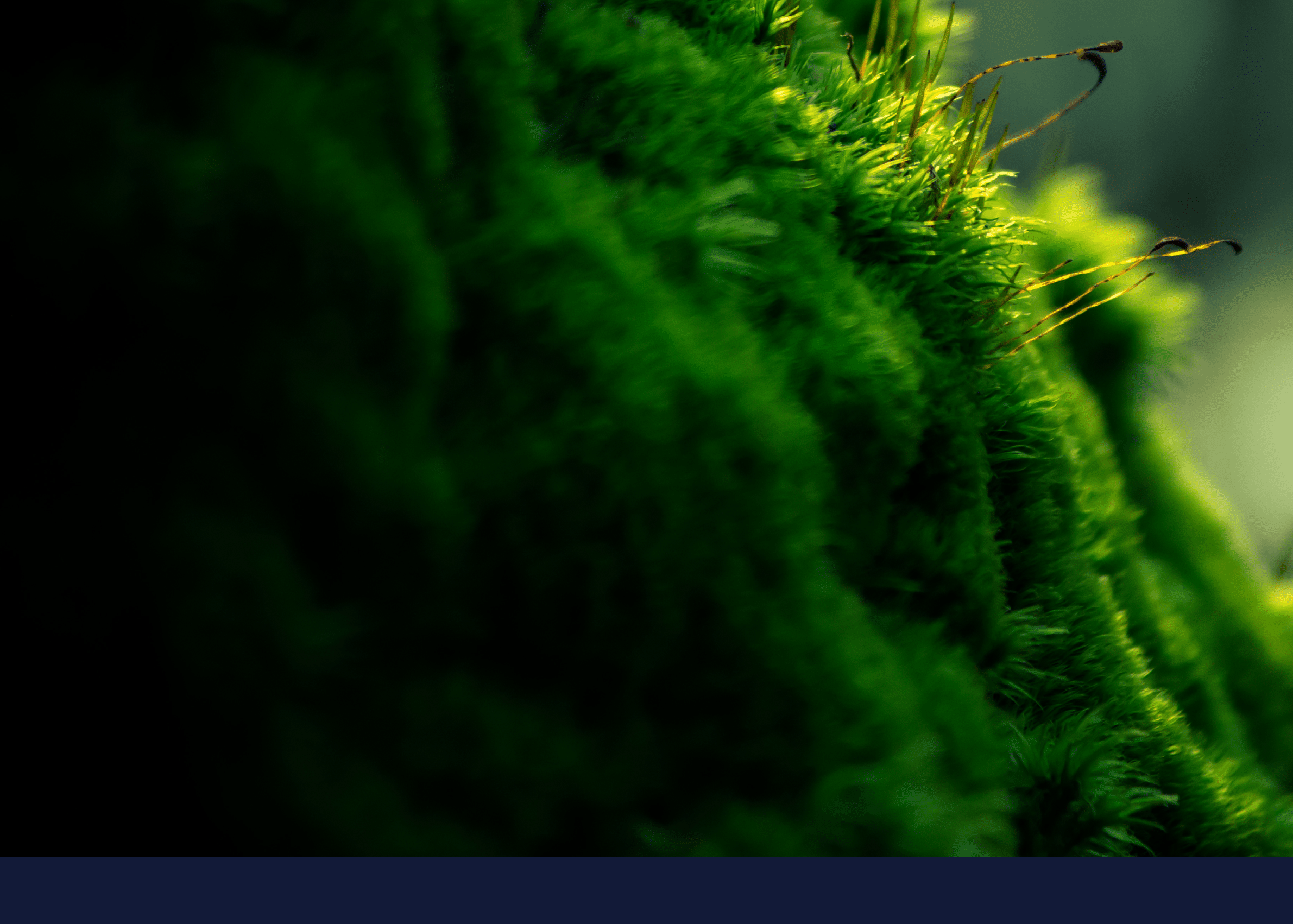A green mossy wall with a few small plants growing on it. Description generated by AI