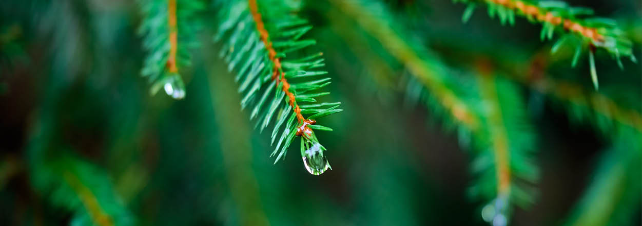 A green tree with drops of water on it. Description generated by AI