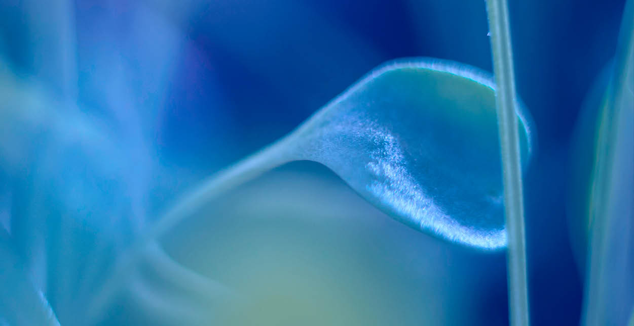 A blue and green plant with a leaf. Description generated by AI