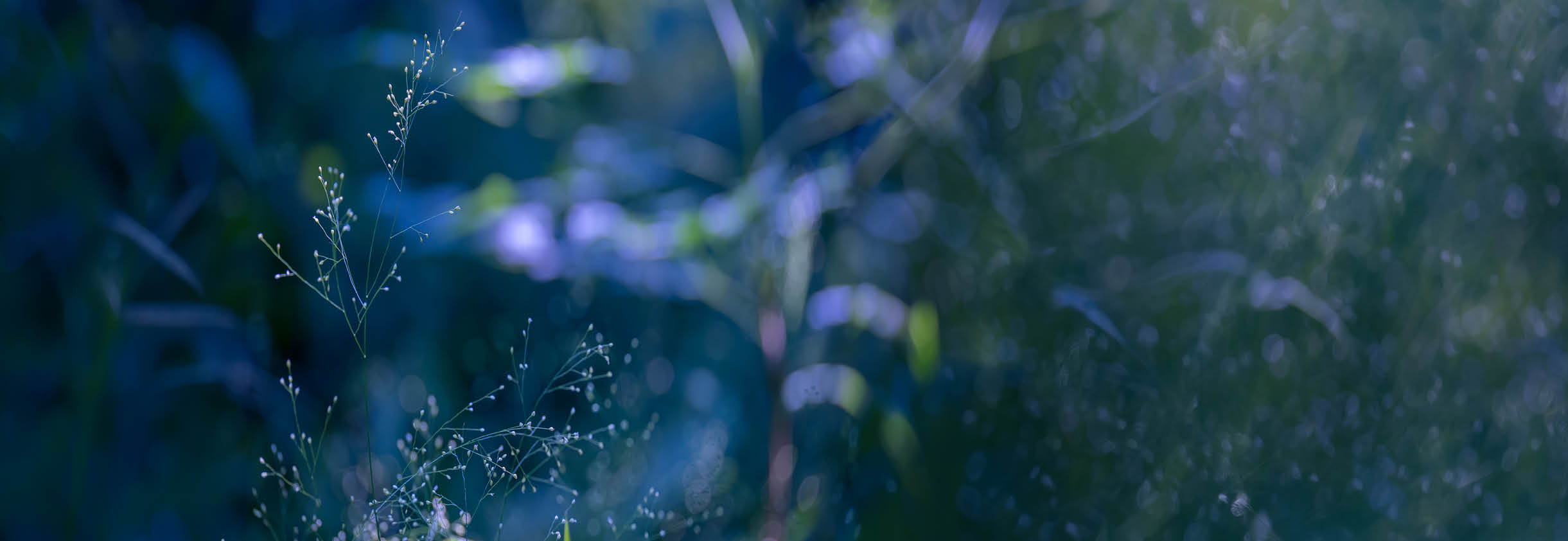 A green bush with blue leaves. Description generated by AI