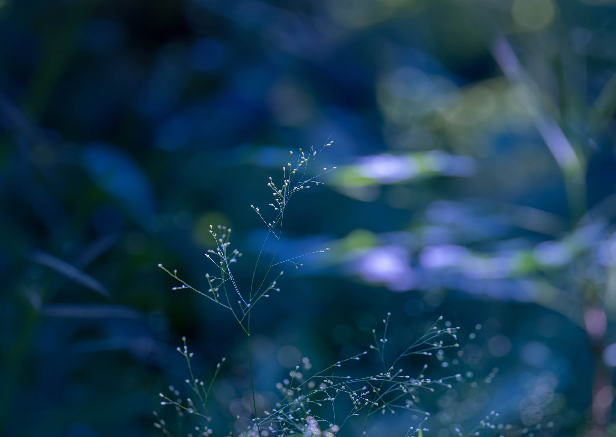A green bush with blue leaves. Description generated by AI