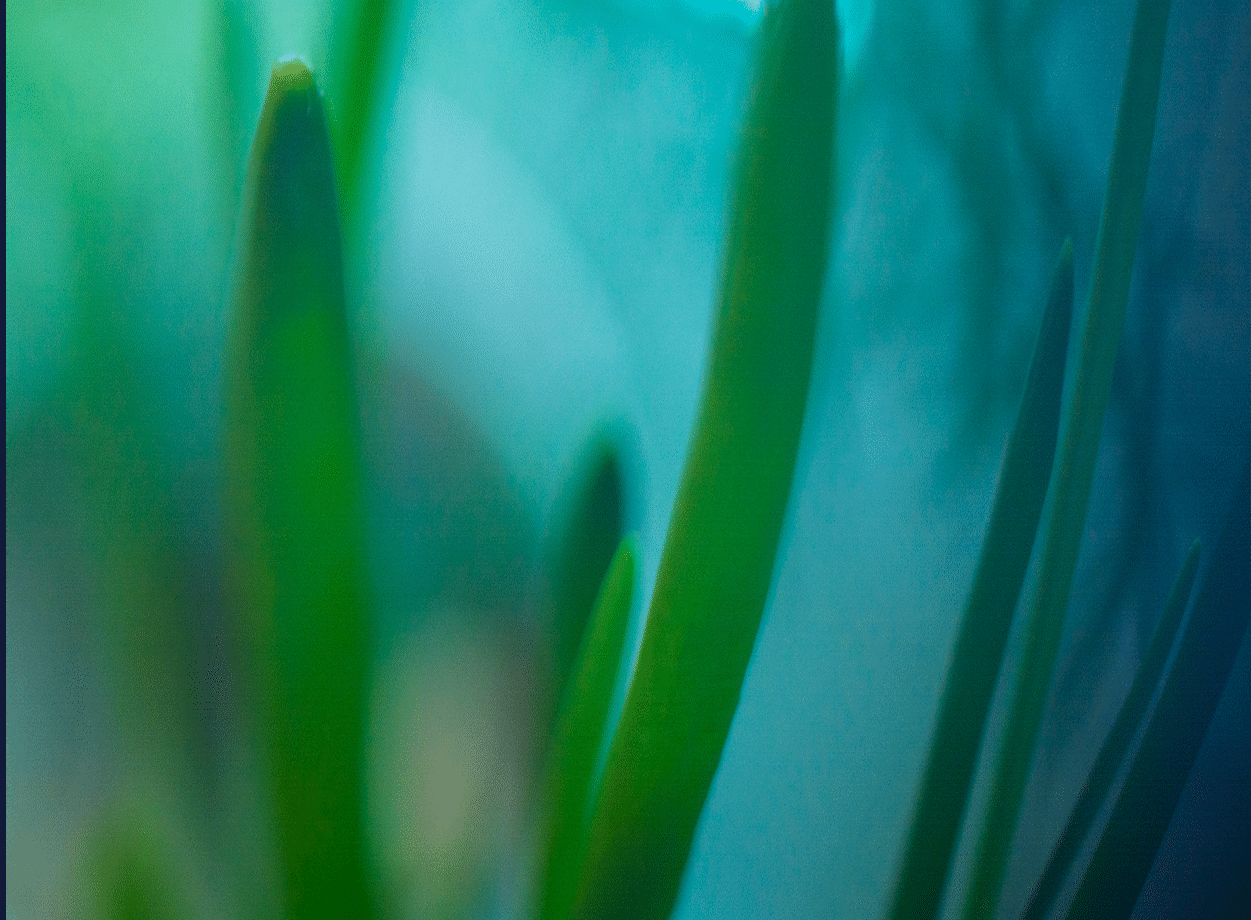 A plant with green leaves and stems. Description generated by AI
