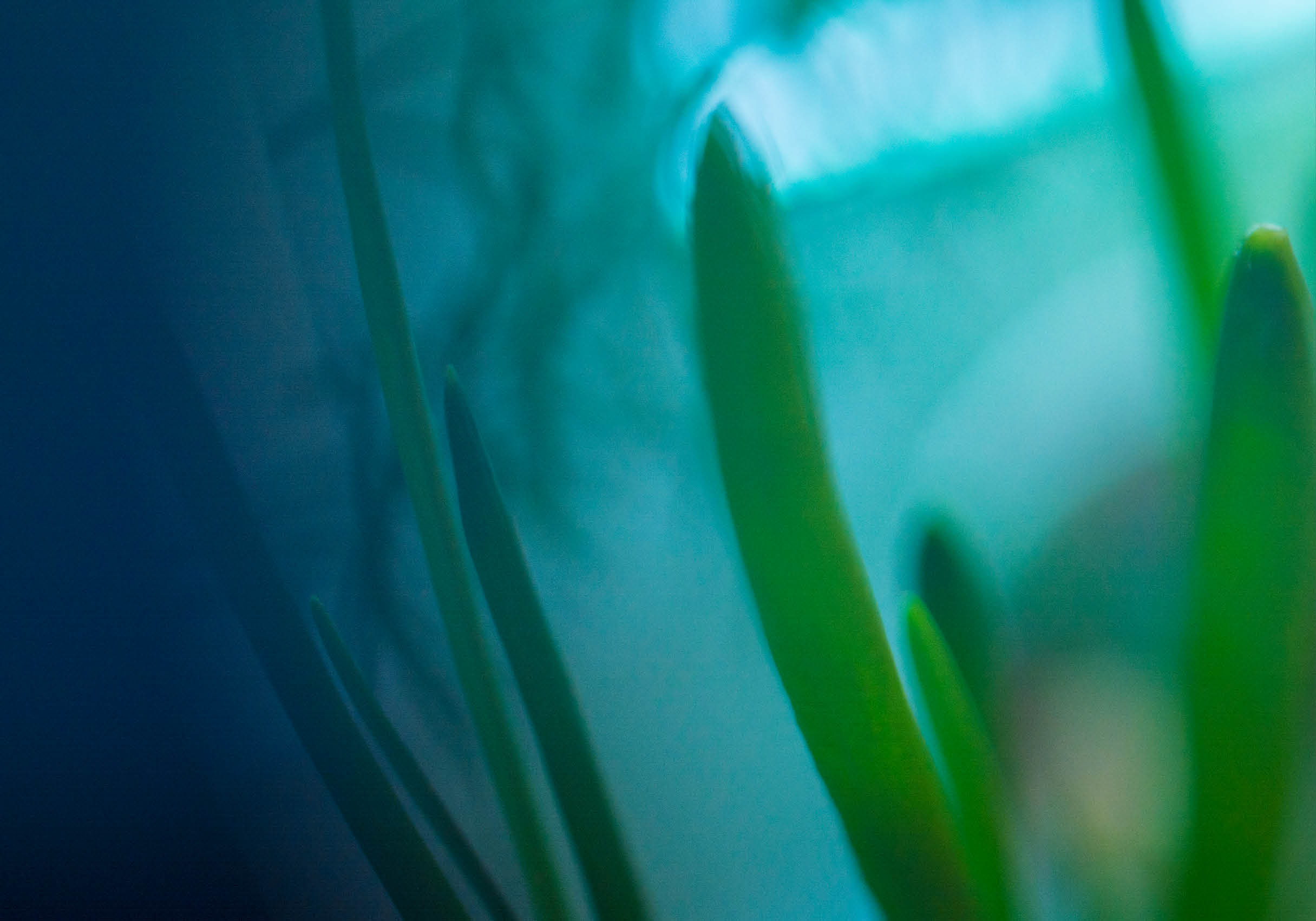 A plant with green leaves and stems. Description generated by AI