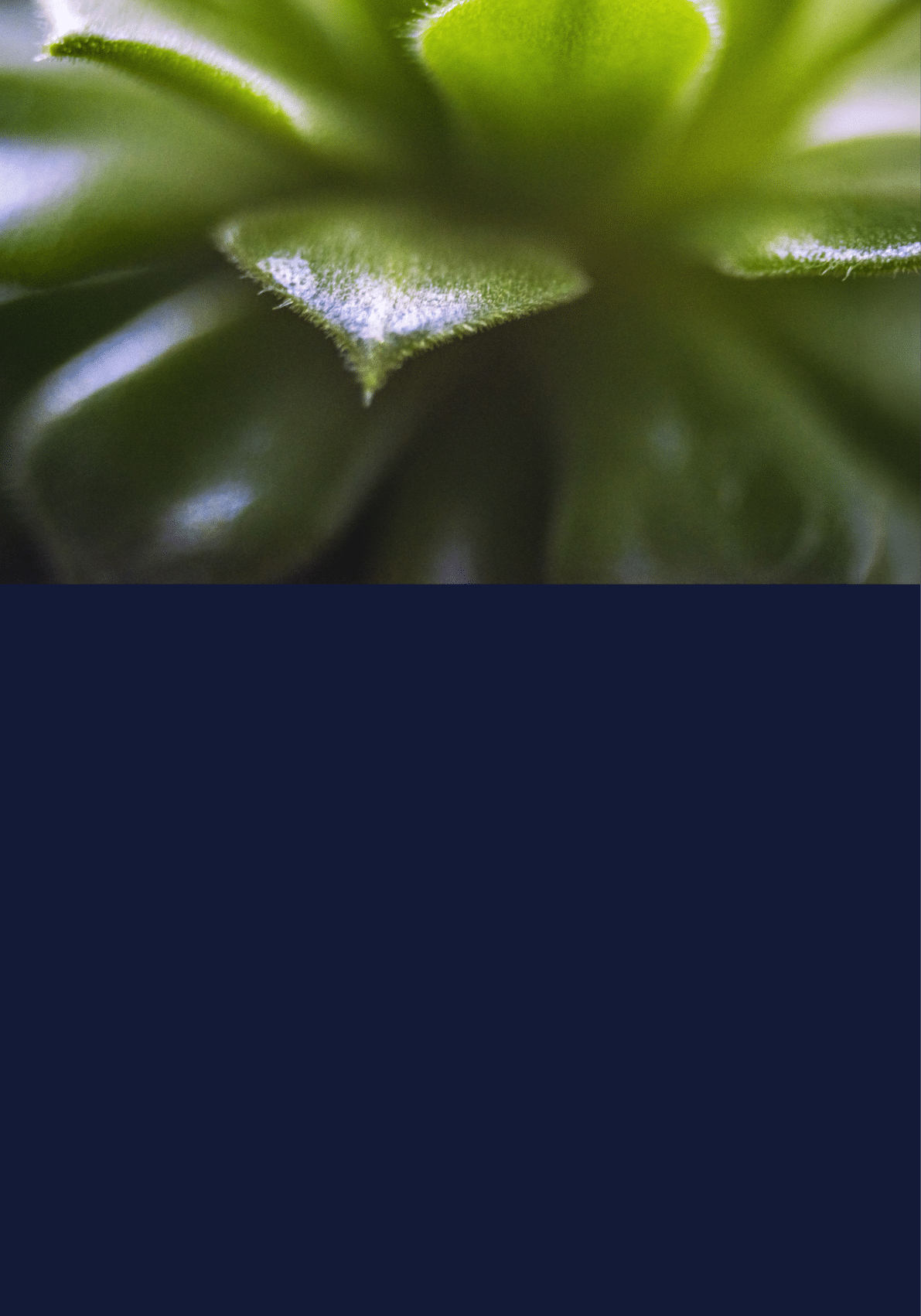 A small green plant with a single leaf. Description generated by AI