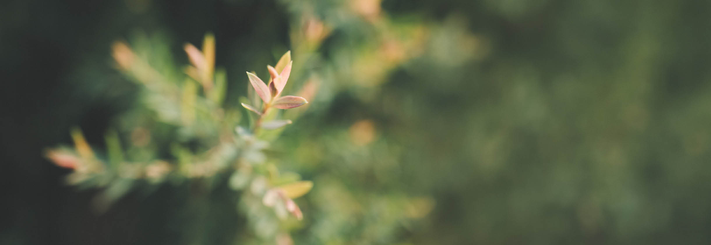 A green tree with yellow leaves. Description generated by AI