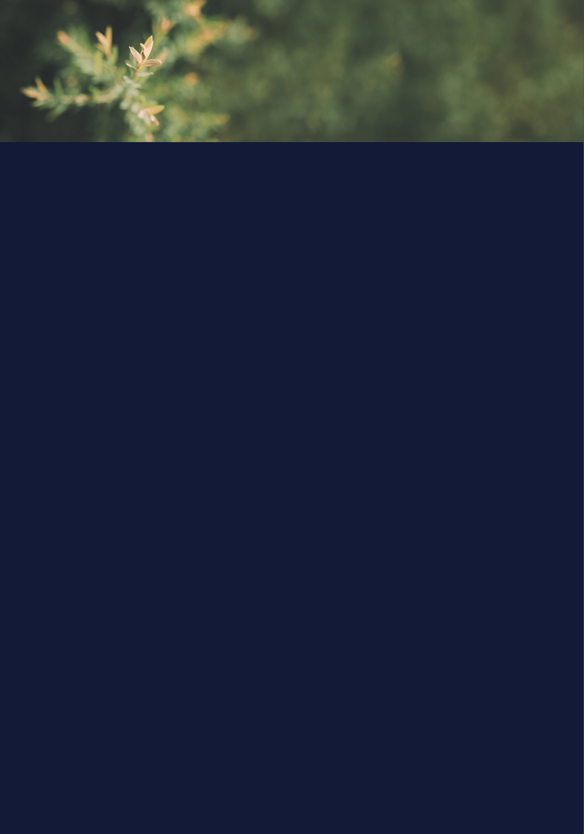 A green tree with yellow leaves. Description generated by AI
