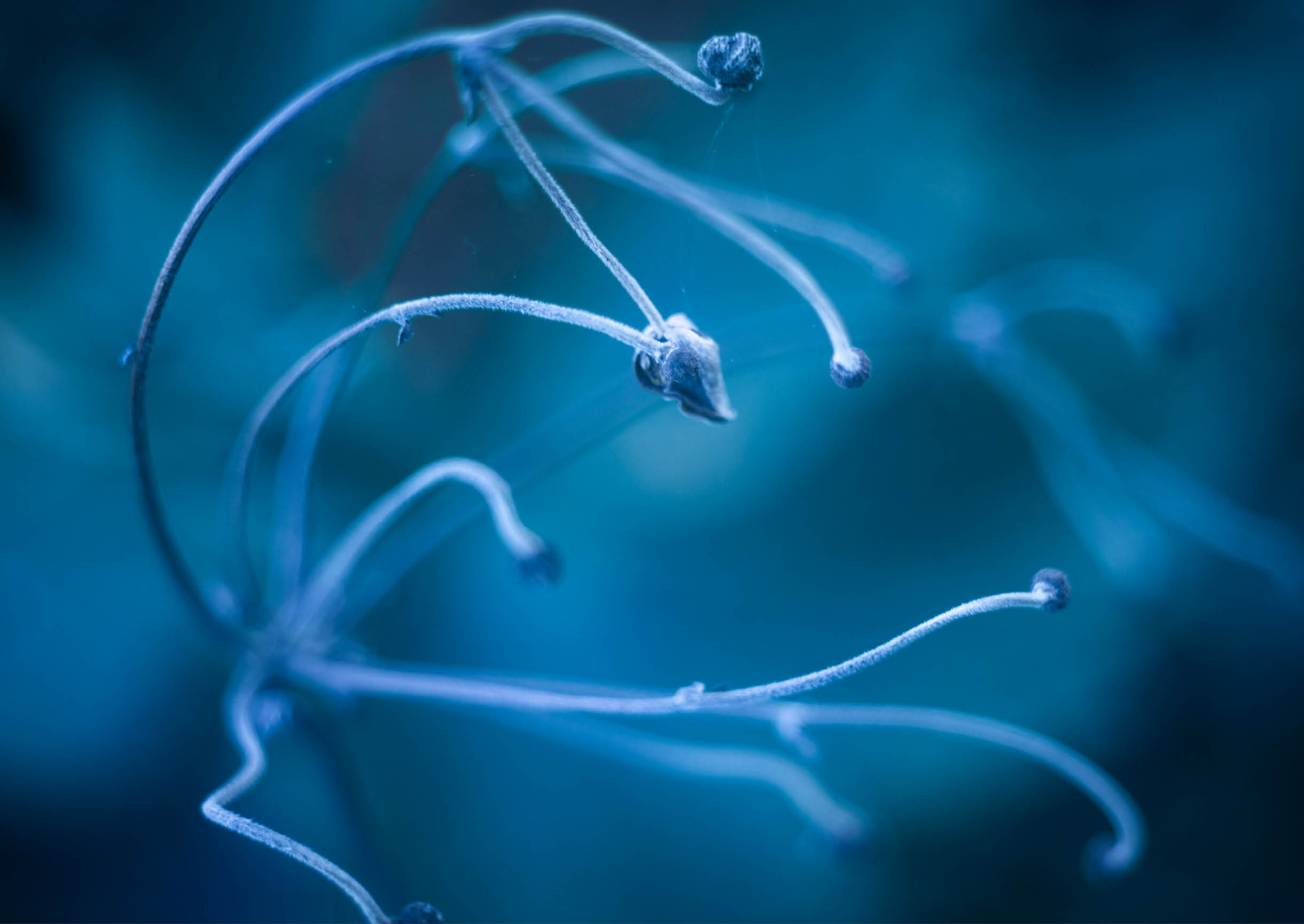 A bunch of white flowers in a blue background. Description generated by AI