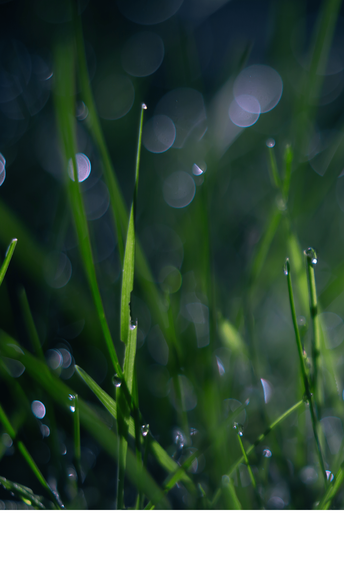 A close up of a grassy field with water droplets on it. Description generated by AI