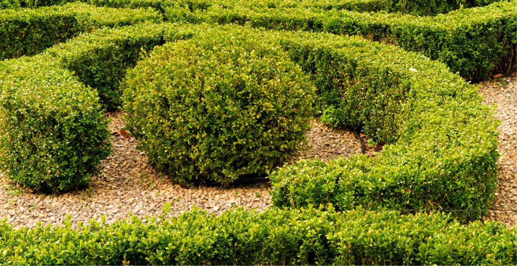 Beautiful ornamental spring garden with trimmed boxwood bushes
