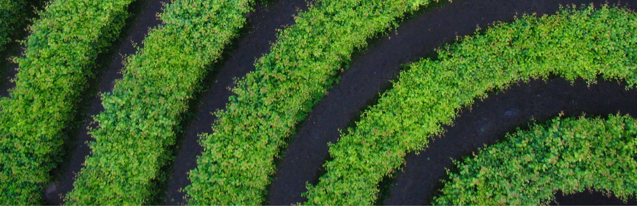 A hedge labyrinth seen from above. Rosendal, Djurgarden, Stockholm, Sweden.
