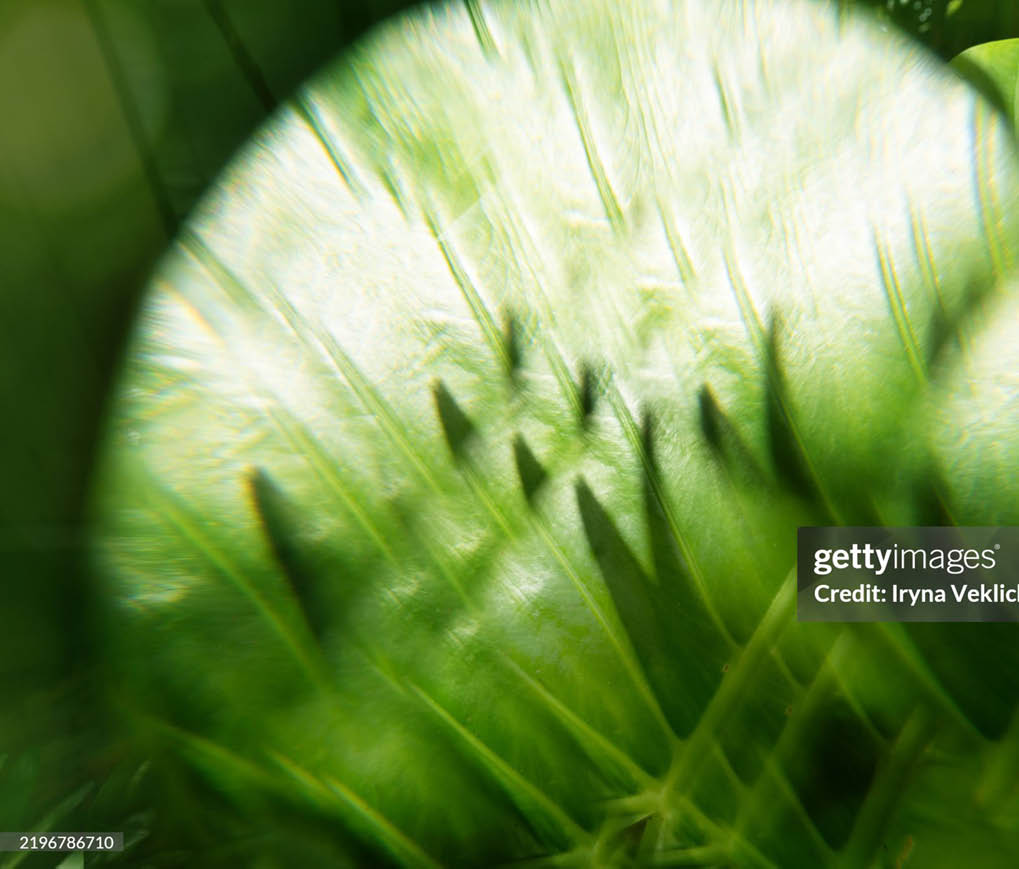 Abstract tropical travel beach concept with green palm tree leaves, defocused. Fresh Green Leaves and Sunlight with bokeh. Spring summer natural background for beauty product and mental health. Abstract concept of natural product and nature. Trendy botany idea for beauty product or holidays. International Day of Forest. Close-up. Front view, copy space.