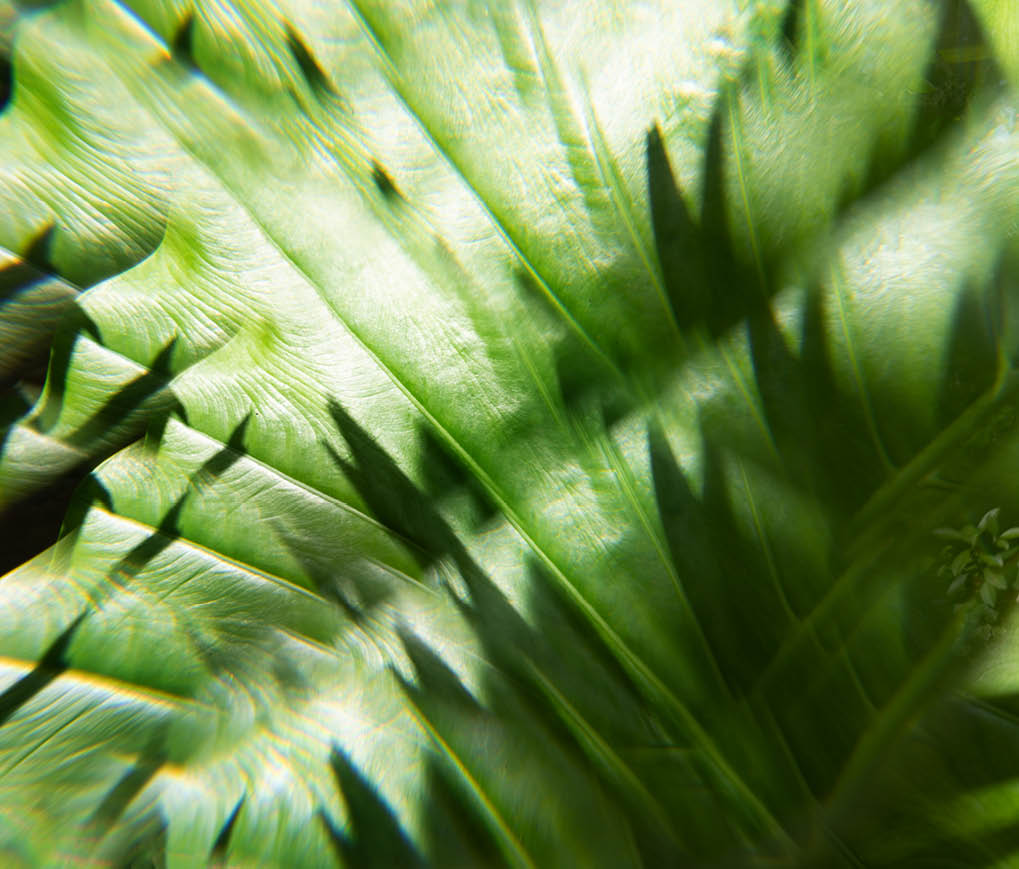 Abstract tropical travel beach concept with green palm tree leaves, defocused. Fresh Green Leaves and Sunlight with bokeh. Spring summer natural background for beauty product and mental health. Abstract concept of natural product and nature. Trendy botany idea for beauty product or holidays. International Day of Forest. Close-up. Front view, copy space.