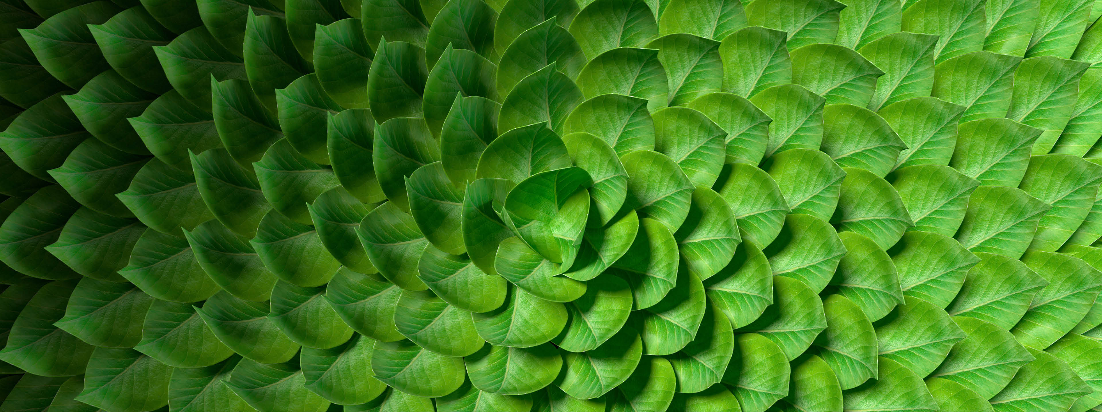 Digital generated image of organic circular pattern made out of green leaves. Sustainability and beauty concept.