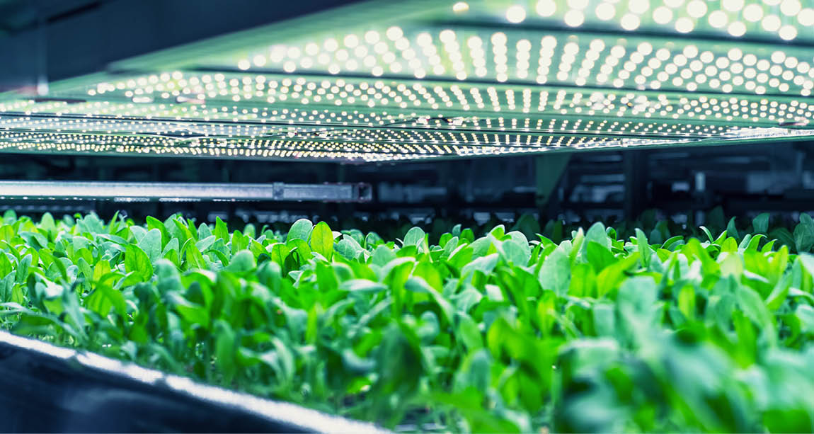 Vertical Farming Concept. Rack with Vertically Stacked Layers of Green Crops Growing in a Hydroponics System. Modern Agriculture Technology with Sustainable and Efficient Use of Green Energy